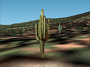 saguaro_2w.jpg